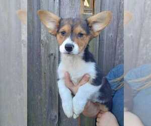 Pembroke Welsh Corgi Puppy for sale in COTTAGEVILLE, SC, USA