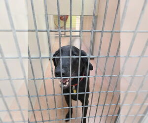 Labrador Retriever Dogs for adoption in Ogden, UT, USA