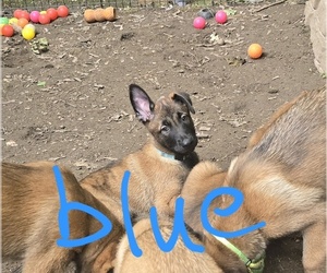 Belgian Malinois Puppy for sale in WALES, WI, USA