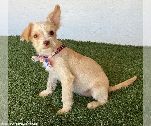 Medium Photo #3 Jack Russell Terrier-Unknown Mix Puppy For Sale in San Diego, CA, USA