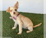 Small Photo #3 Jack Russell Terrier-Unknown Mix Puppy For Sale in San Diego, CA, USA