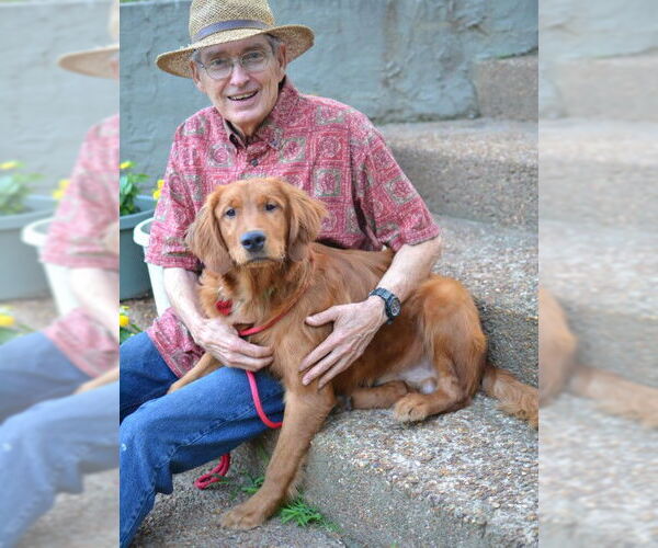 Medium Photo #4 Golden Retriever Puppy For Sale in Germanton, TN, USA