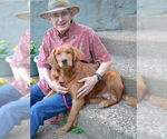Small #3 Golden Retriever