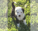 Small Photo #3 Sheepadoodle Puppy For Sale in KATY, TX, USA