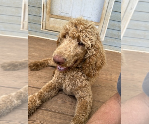 Medium Photo #5 Poodle (Standard) Puppy For Sale in SOPHIA, NC, USA