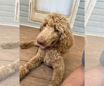 Small #4 Poodle (Standard)