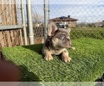 Small #15 French Bulldog