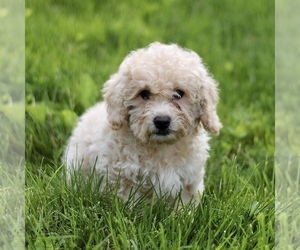 Bichon Frise-Bichpoo Mix Puppy for sale in KINZERS, PA, USA