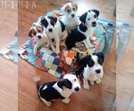 Small #3 Beagle