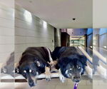 Small Labrador Retriever-Tibetan Mastiff Mix