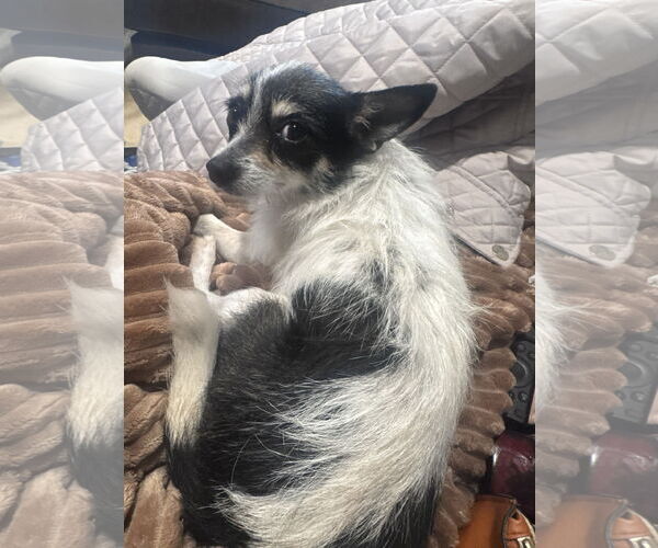 Medium Photo #2 Jack Chi Puppy For Sale in San Jose, CA, USA