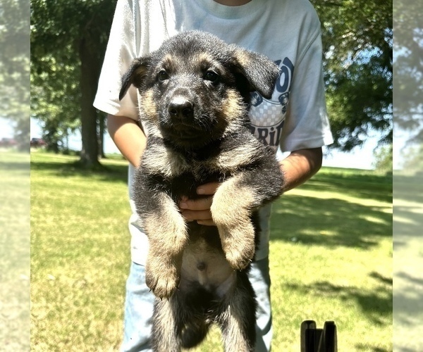 Medium Photo #1 German Shepherd Dog Puppy For Sale in WILMINGTON, IL, USA