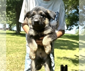 German Shepherd Dog Puppy for sale in WILMINGTON, IL, USA