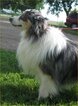 Small Photo #1 Australian Shepherd Puppy For Sale in CAMPBELL, MN, USA