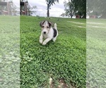 Puppy Sadie Wire Fox Terrier