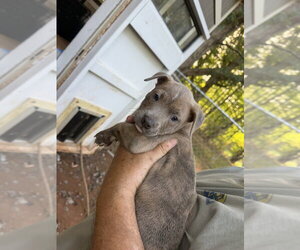 Cogsworth - Male French Bulldog-Unknown Mix Dog for Adoption - Photo #3