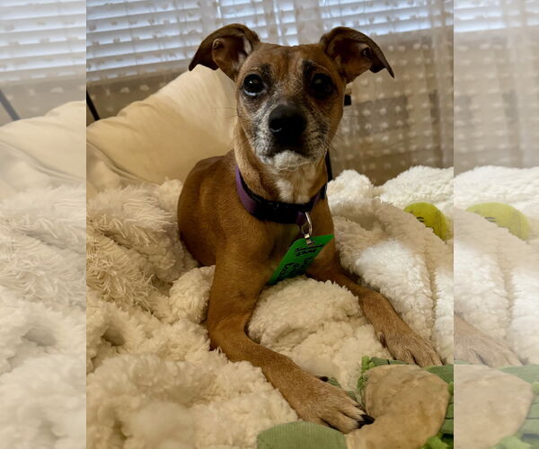 Medium Photo #4 Chiweenie Puppy For Sale in Aurora, CO, USA