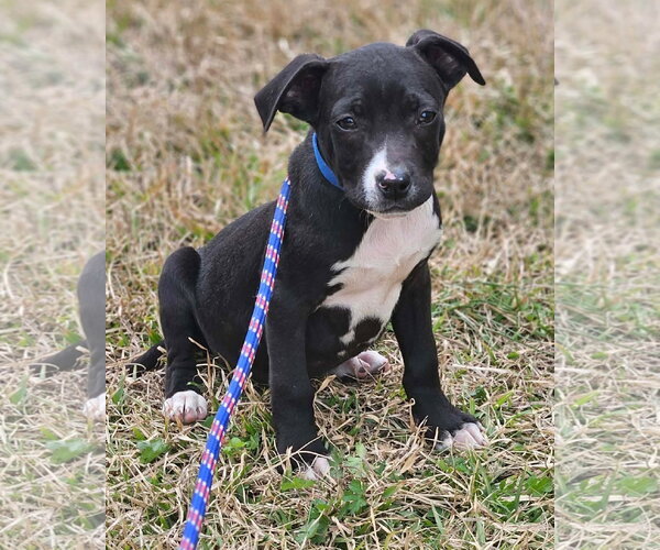 Medium Photo #7 Boston Huahua Puppy For Sale in Wakefield, RI, USA