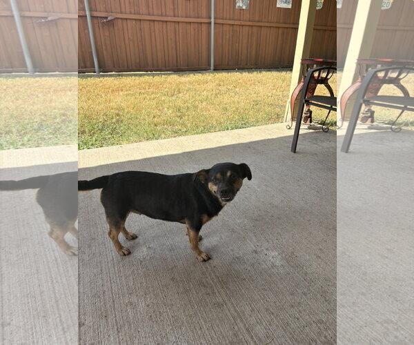 Medium Photo #2 Mutt Puppy For Sale in Dallas, TX, USA