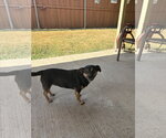 Small #1 Mutt