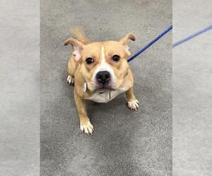 Labrador Retriever-Unknown Mix Dogs for adoption in Forestville, MD, USA