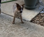 Puppy Puppy 3 Australian Cattle Dog
