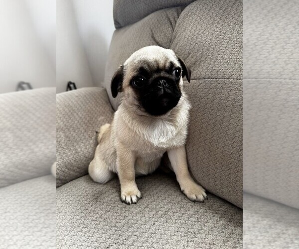 Medium Photo #1 Pug Puppy For Sale in ABERDEEN, SD, USA