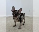 Small Photo #7 French Bulldog Puppy For Sale in BERRIEN SPRINGS, MI, USA