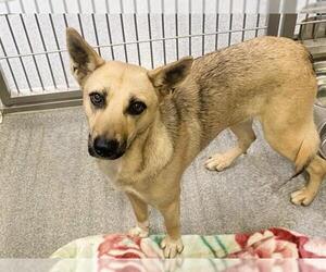 Mutt Dogs for adoption in Orange, CA, USA