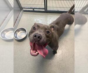 American Pit Bull Terrier Dogs for adoption in Fayetteville, NC, USA