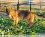 Small #6 German Shepherd Dog
