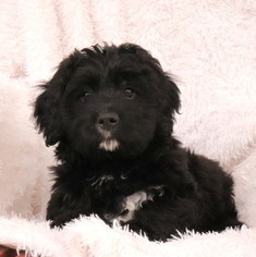 Miniature Bernedoodle Puppy for sale in GAP, PA, USA