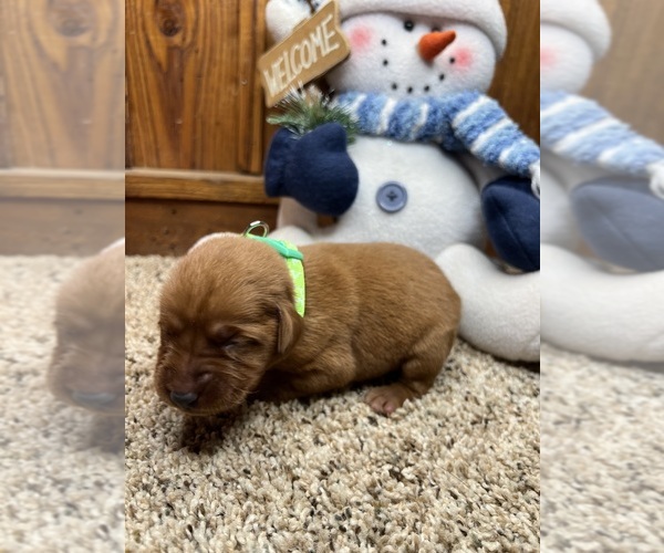 Medium Photo #13 Labrador Retriever Puppy For Sale in NEOLA, WV, USA