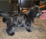 Small #6 ShihPoo
