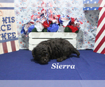 Small #8 Poodle (Toy)