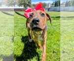 Small #6 Plott Hound Mix