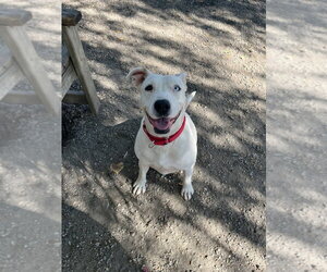 Stormy - Female Mutt Dog for Adoption - Photo #2