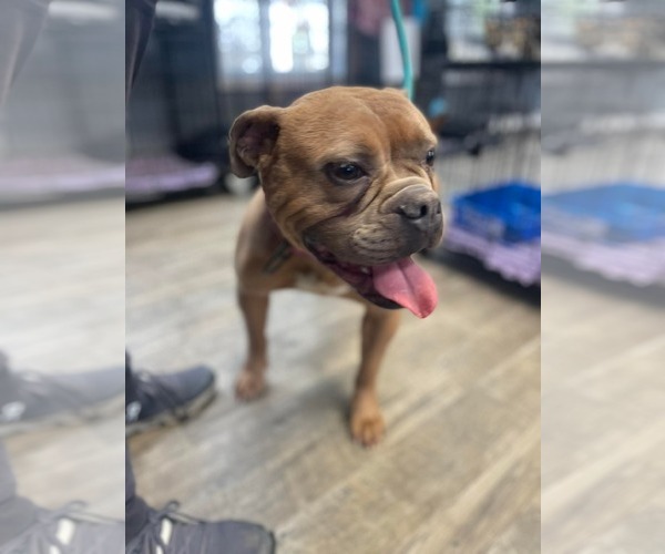 Medium Photo #21 American Bulldog-Unknown Mix Puppy For Sale in Derwood, MD, USA