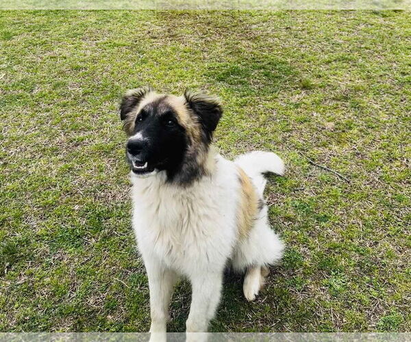 Medium Photo #2 Great Pyrenees-Unknown Mix Puppy For Sale in Scottsboro, AL, USA