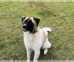 Small #1 Great Pyrenees Mix