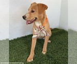 Small Photo #3 Labrador Retriever-Unknown Mix Puppy For Sale in San Diego, CA, USA