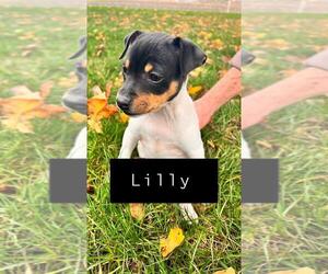 Rat Terrier Puppy for sale in MILFORD, IN, USA