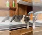 Small #7 English Bulldog