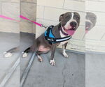 Small #1 American Pit Bull Terrier