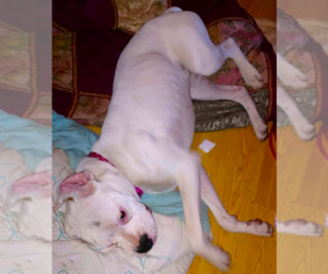 Ryleigh II - Female Boxer Dog for Adoption - Photo #3