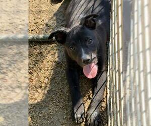Mutt Dogs for adoption in Placerville, CA, USA
