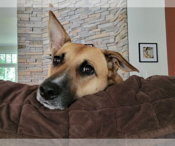 Medium Photo #6 Mutt Puppy For Sale in Cary, NC, USA