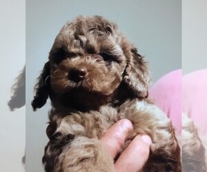 Cavapoo Puppy for sale in EAST PROVIDENCE, RI, USA