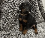 Small #2 Doberman Pinscher