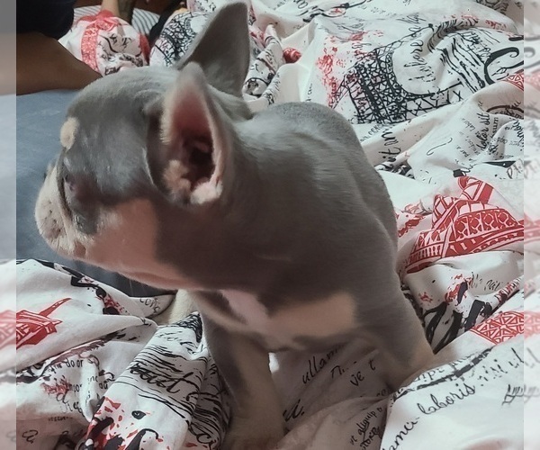 Medium Photo #3 French Bulldog Puppy For Sale in SAN ANTONIO, TX, USA